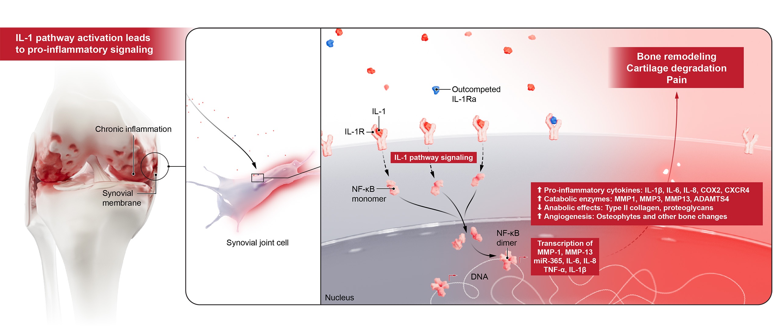 pacira pcrx201 mod update 250805 scaled