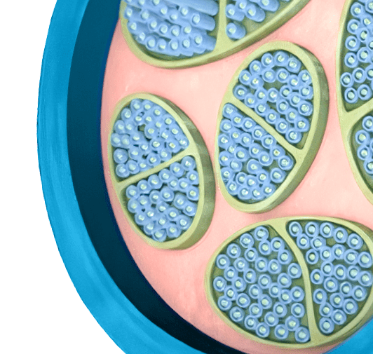 Scientific illustration of a bundle of nerve cells.