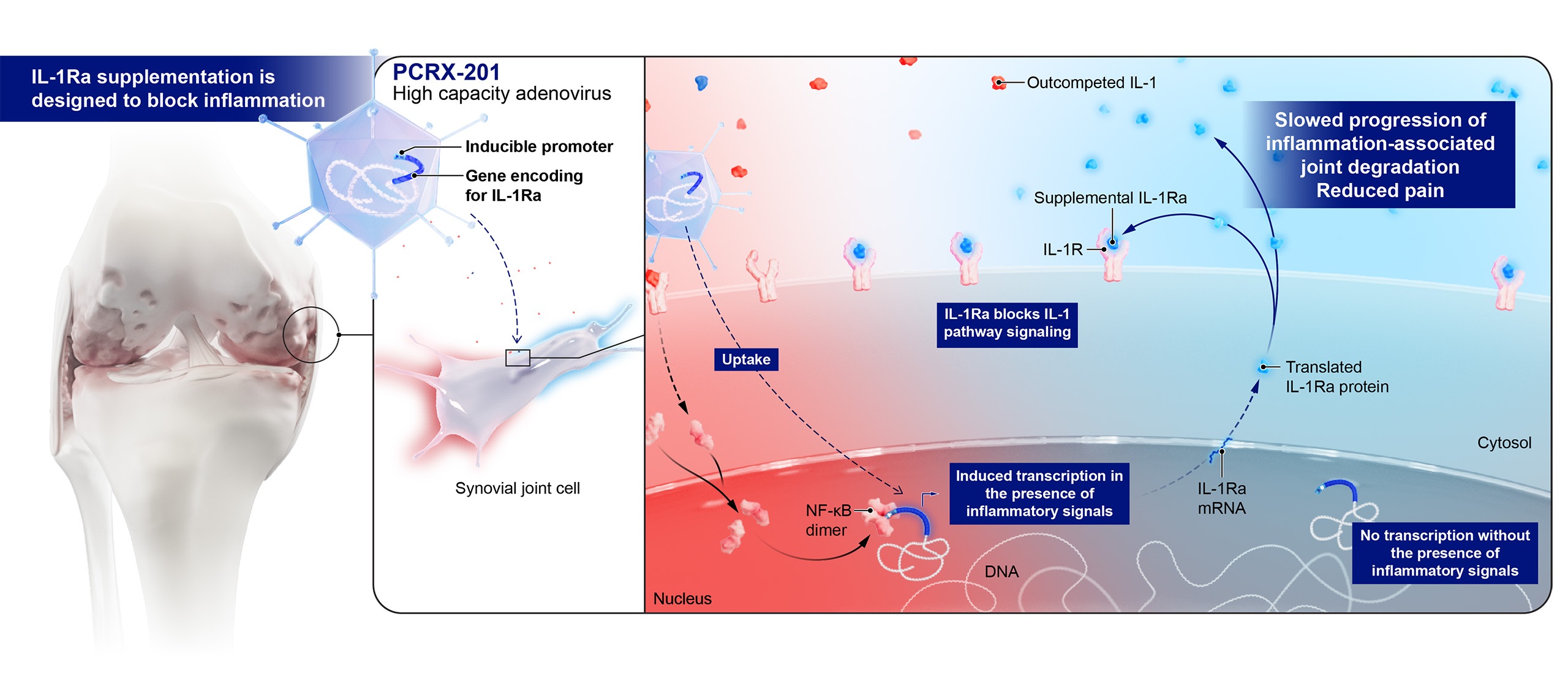 pacira pcrx201 moa update 250805 scaled